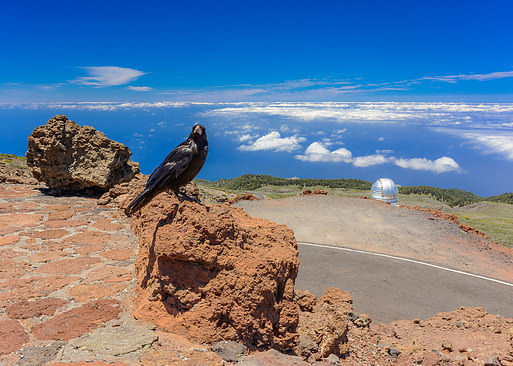 Carmelo the crow on the top of La Palma island, Canaries